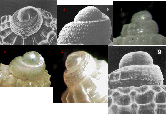 Alvania aartseni?